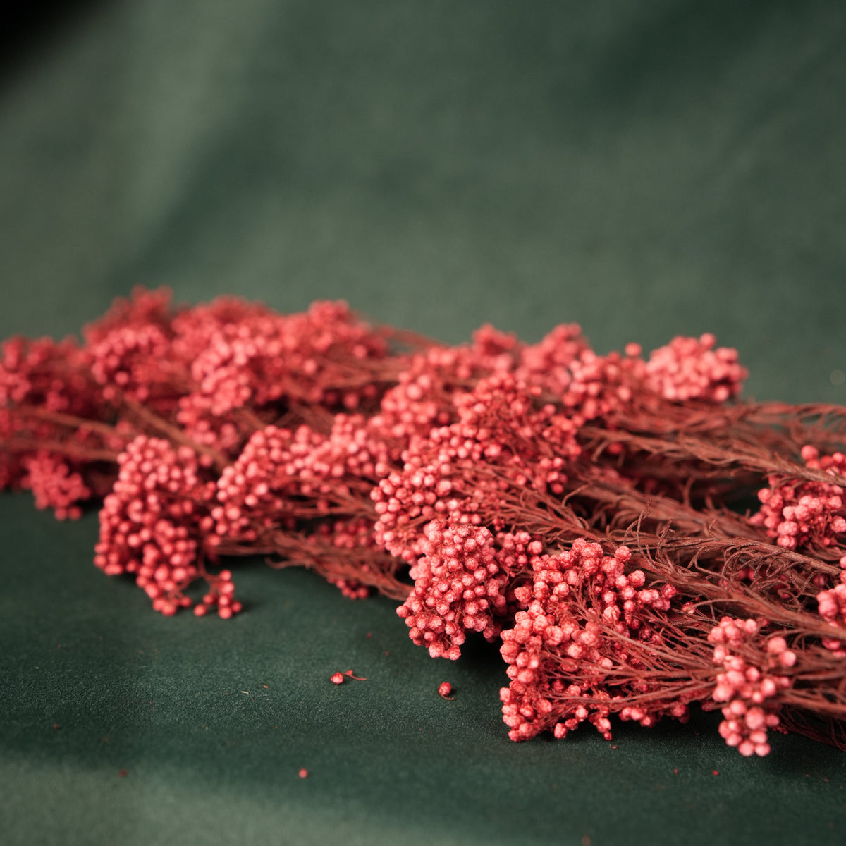 Dried Rice Flowers for Decor | Natural Floral Bunch - https://artecasa.in/