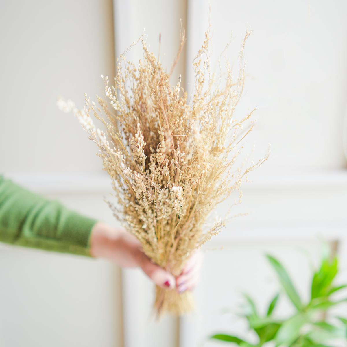 Star Grass Dried Flower Bunch | Aesthetic Natural Dried Flowers for Home Decor & Vase Styling – ArteCasa - https://artecasa.in/