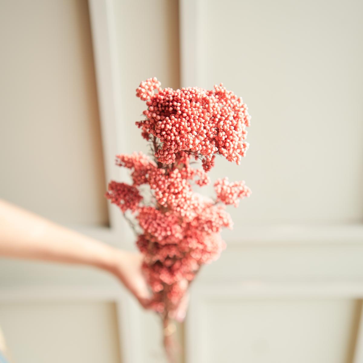 Dark Pink Rice Flower Dried Bunch | Aesthetic Natural Dried Flowers for Home Decor & Gifting – ArteCasa - https://artecasa.in/