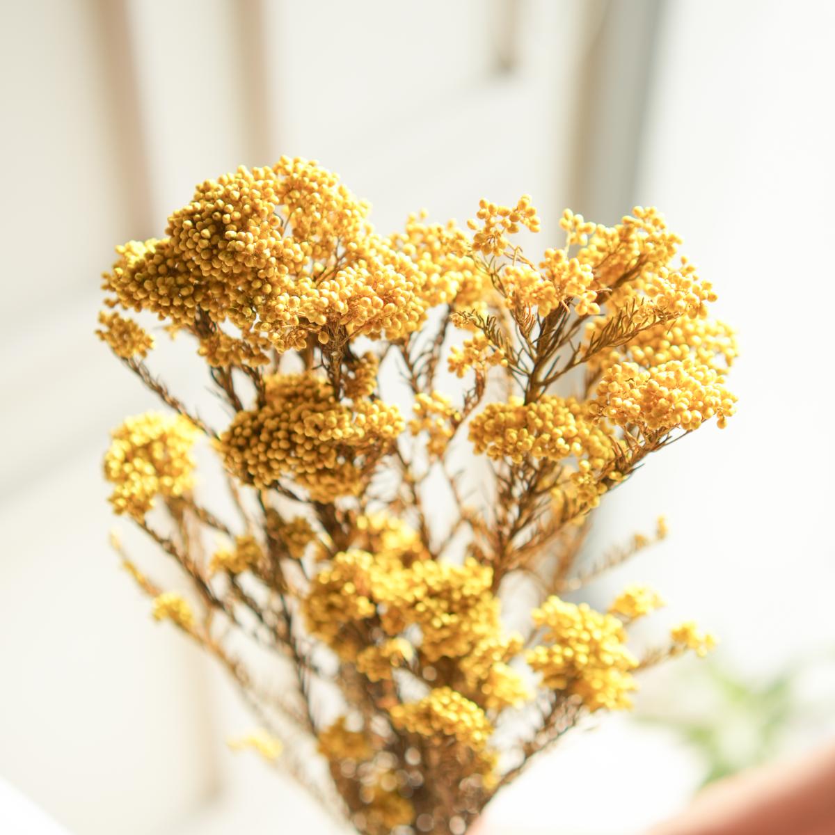 Rice flower-Yellow - https://artecasa.in/