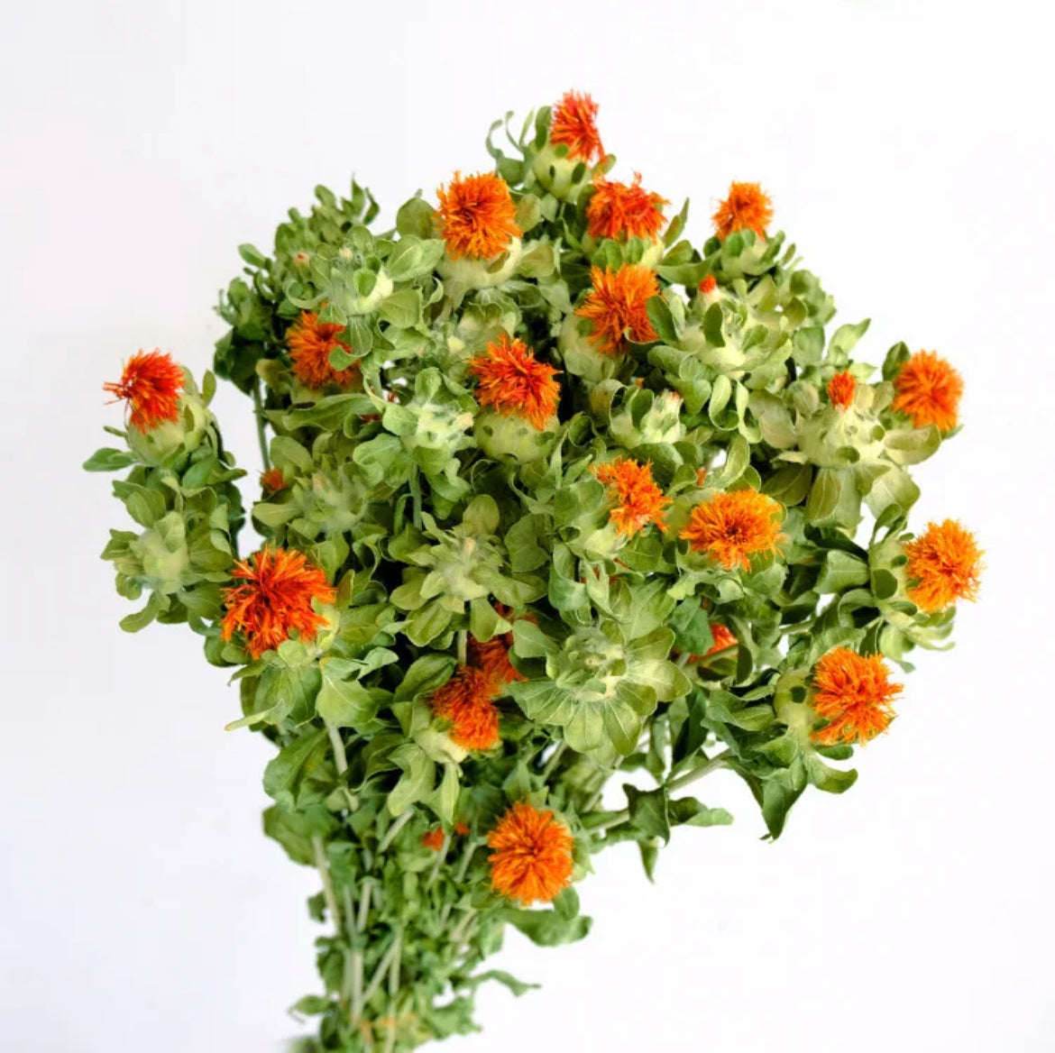 Dried safflower - https://artecasa.in/