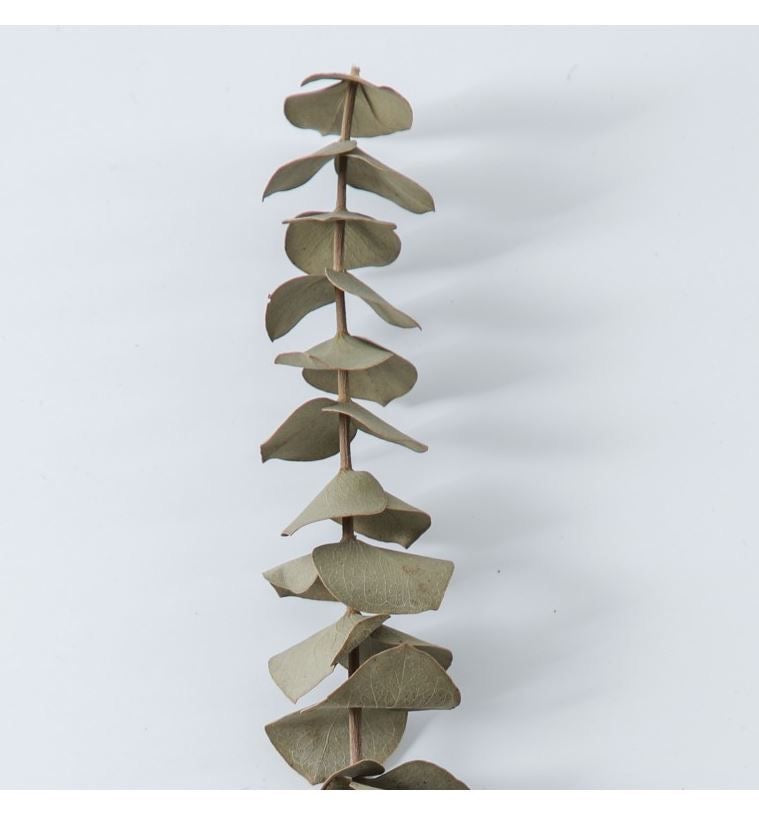 Dried light green Eucalyptus parvifolia - https://artecasa.in/