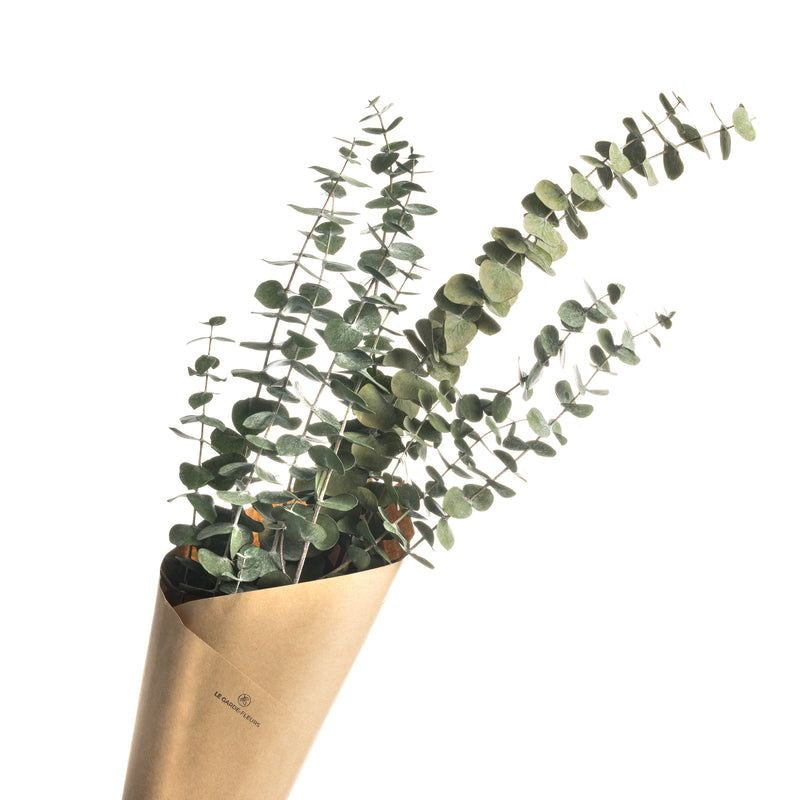 Dried light green Eucalyptus parvifolia - https://artecasa.in/