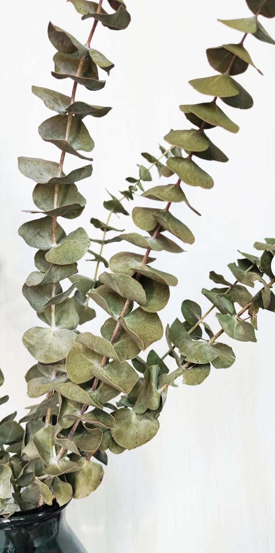 Light Green Eucalyptus - https://artecasa.in/