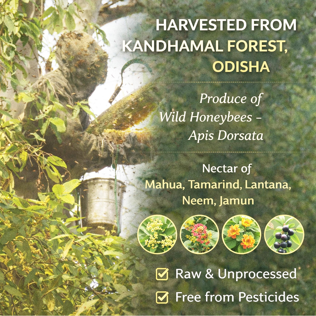 Honeycomb with honey and bee, surrounded by greenery, with text about Kandhamal Forest, Odisha.