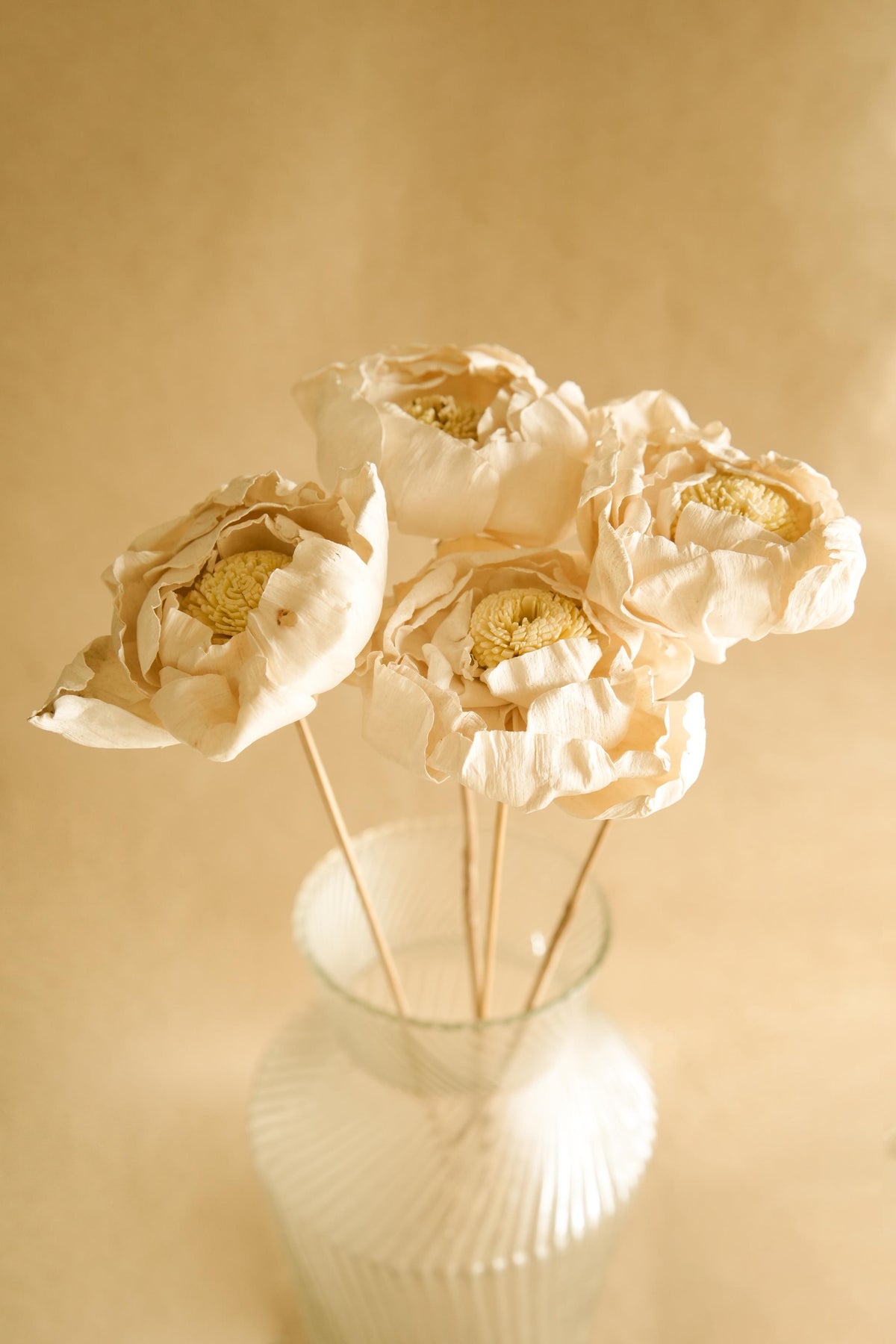 Close-up of Natural Cabbage Flower Dried Stems