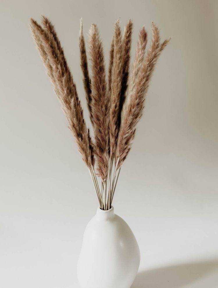 Close up of Mini Brown Pampas dried flowers for bouquet and vase arrangements