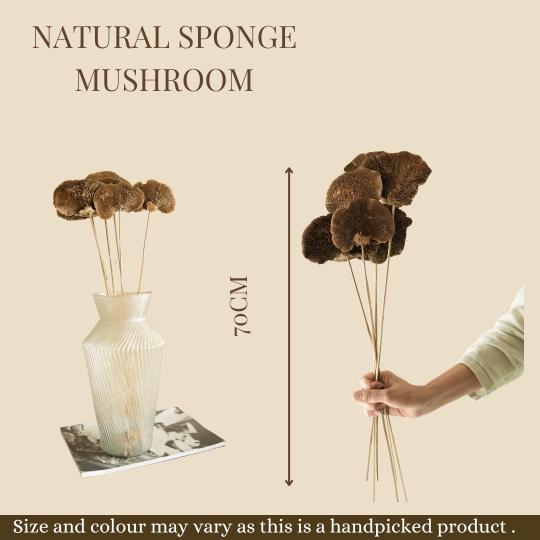 Natural Sponge Mushroom Dried Flower for Home Styling