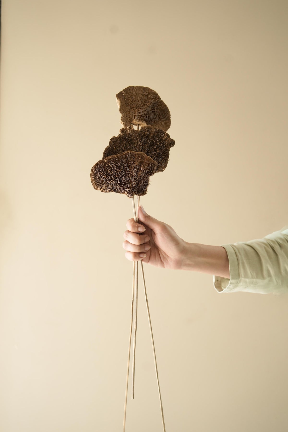 Natural Sponge Mushroom Dried Flower in Decorative Vase