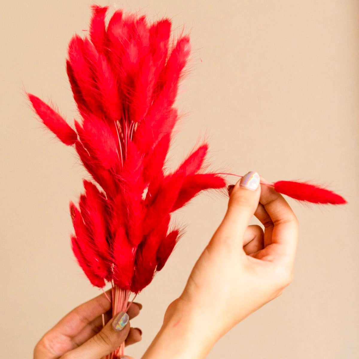 Close-up of Red Bunny Tails Natural Dried Flowers