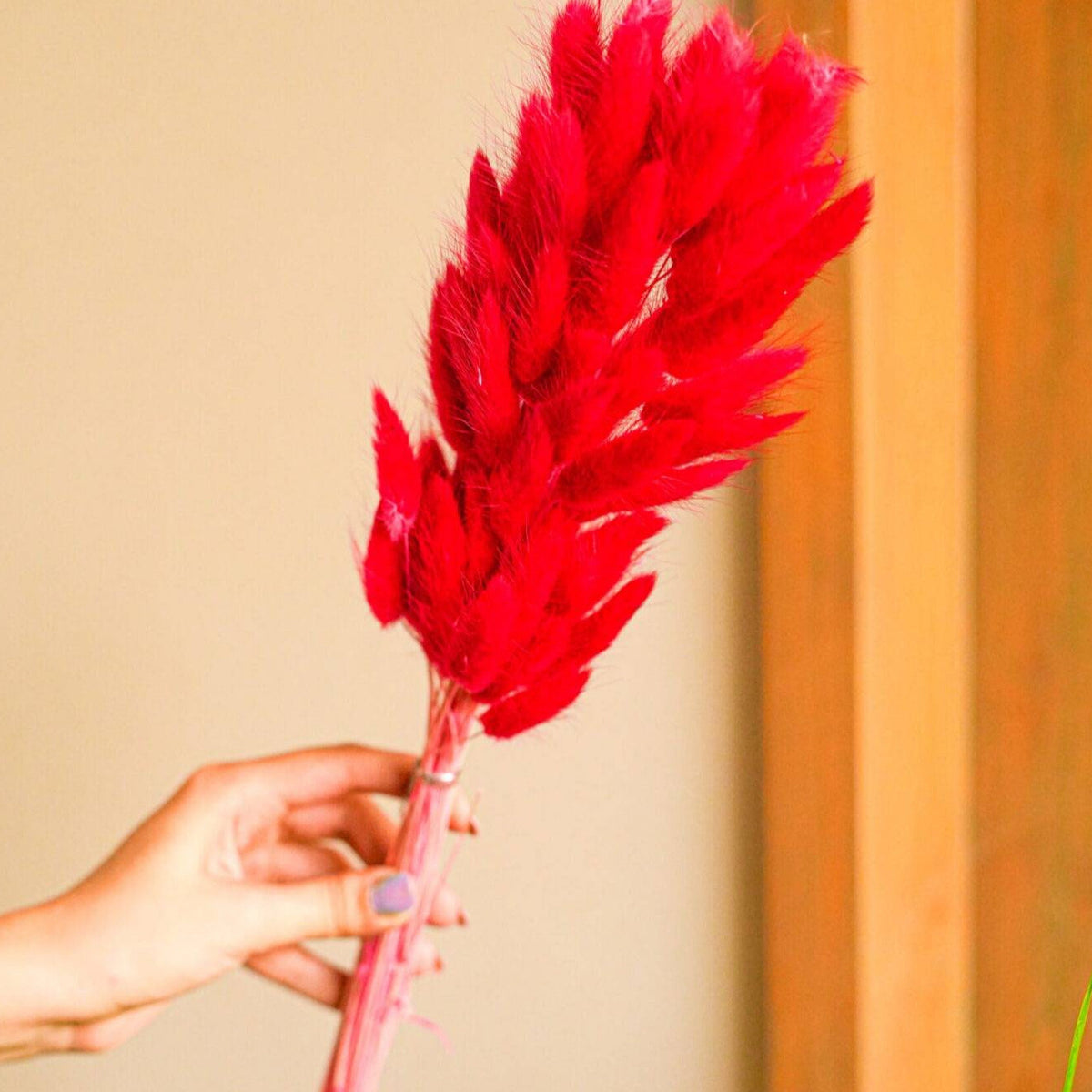 Red Bunny Tails Dried Flowers Bundle for Home Decor and Vase Styling