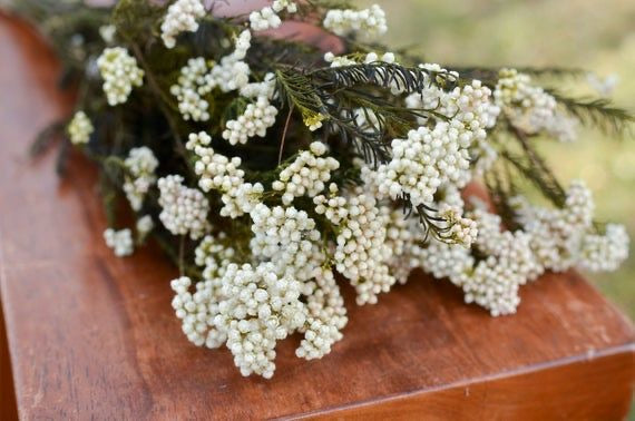 Close-up of White Rice Flower Natural Dried Flowers