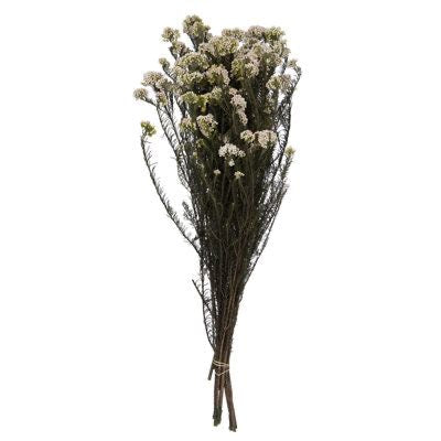 White Rice Flower Dried Floral Bunch in Decorative Vase