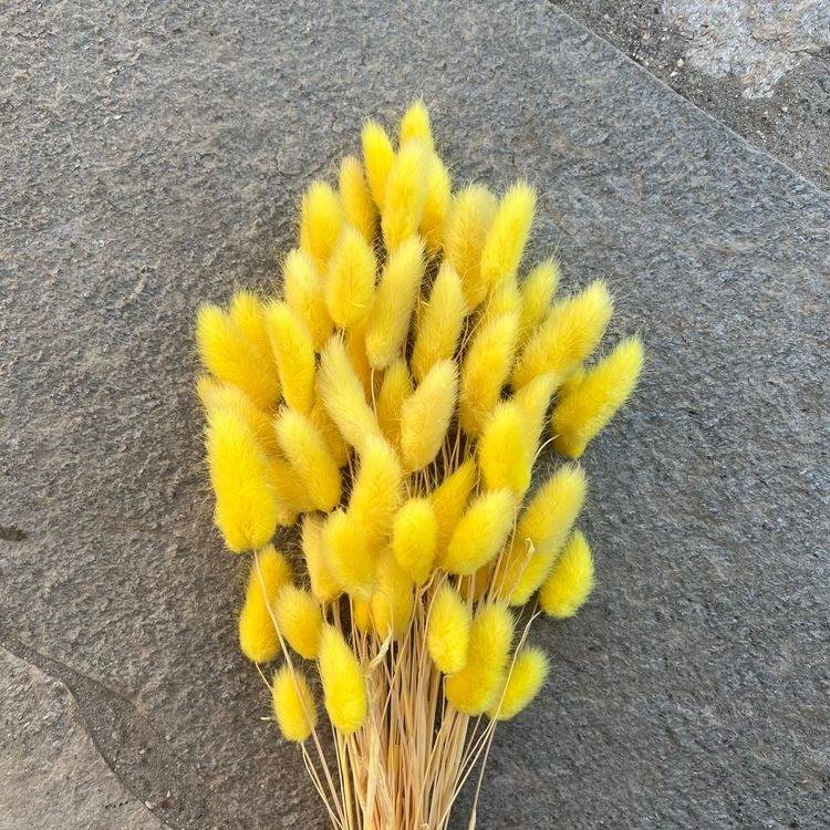 Yellow Bunny Tails Dried Flowers in Vase for Home Decor