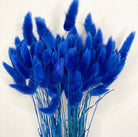 Royal Blue-Bunny tails-set of 50 stems - https://artecasa.in/
