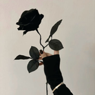 Real preserved black rose for home décor