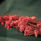 Dried Rice Flowers for Decor | Natural Floral Bunch - https://artecasa.in/