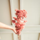 Dark Pink Rice Flower Dried Bunch | Aesthetic Natural Dried Flowers for Home Decor & Gifting – ArteCasa - https://artecasa.in/