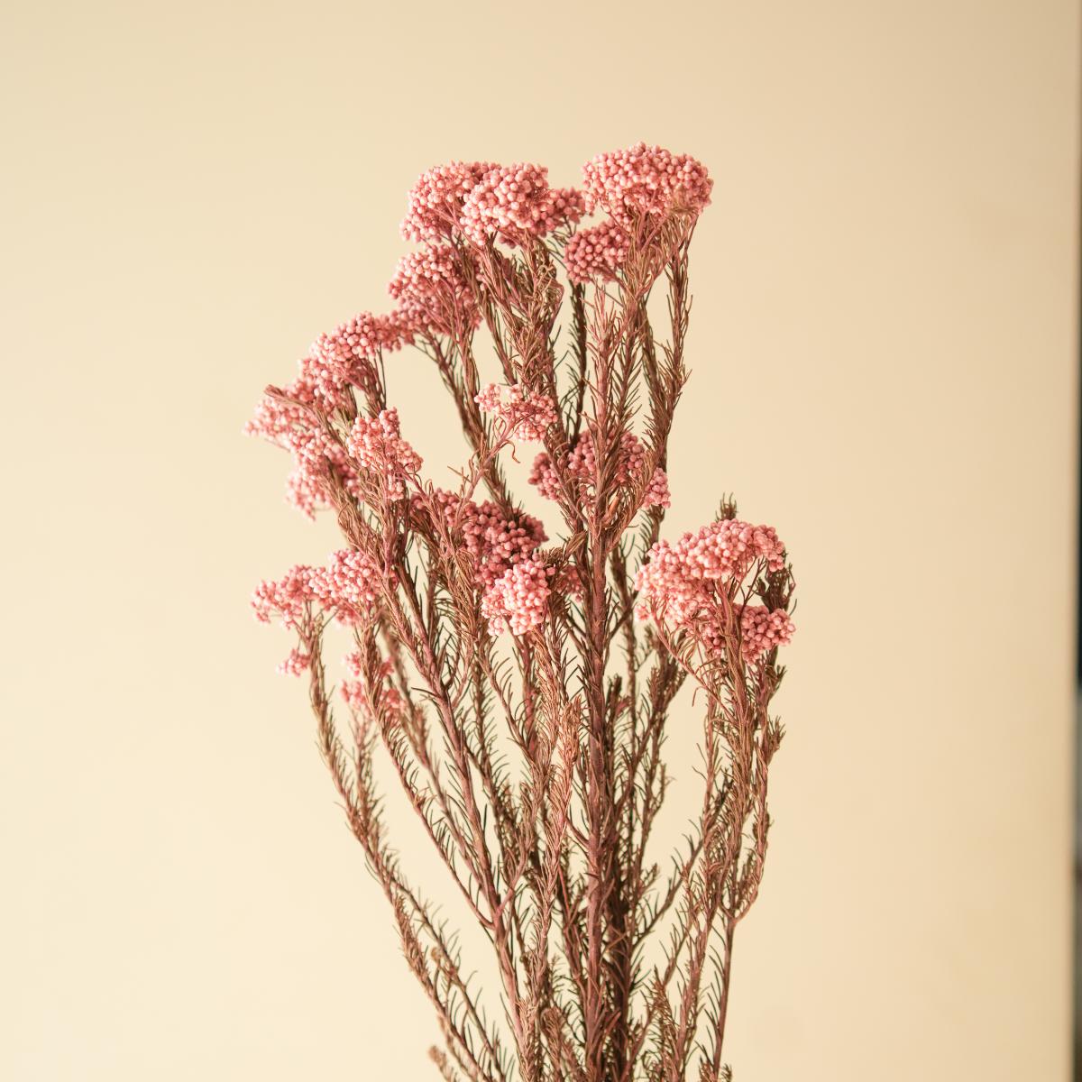 Light Pink Rice Flower Dried Bunch | Aesthetic Natural Dried Flowers for Home Decor & Gifting – ArteCasa - https://artecasa.in/