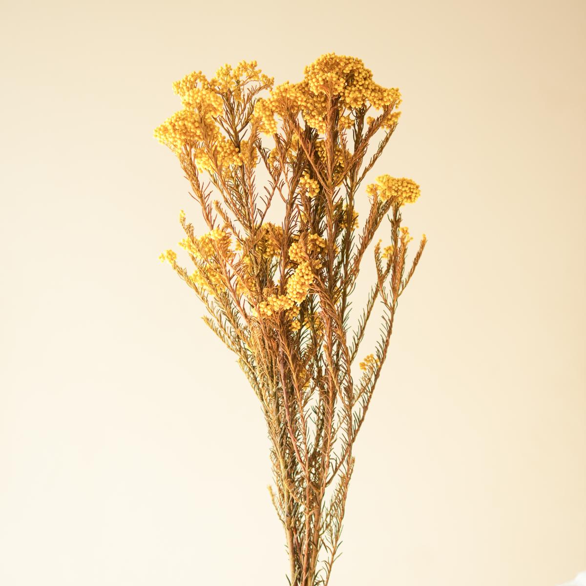 Rice flower-Yellow - https://artecasa.in/