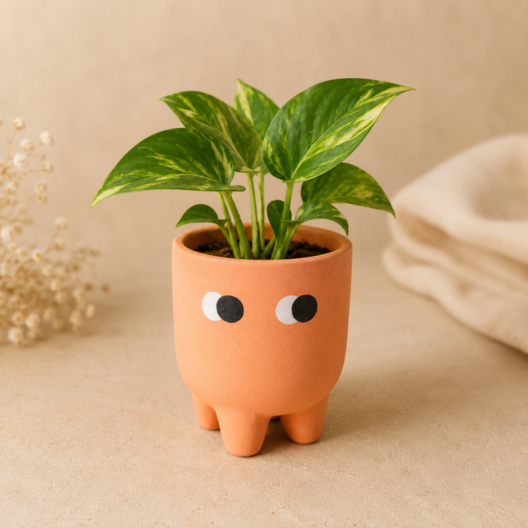 Amber Muse Face Planter Set of 2 - https://artecasa.in/