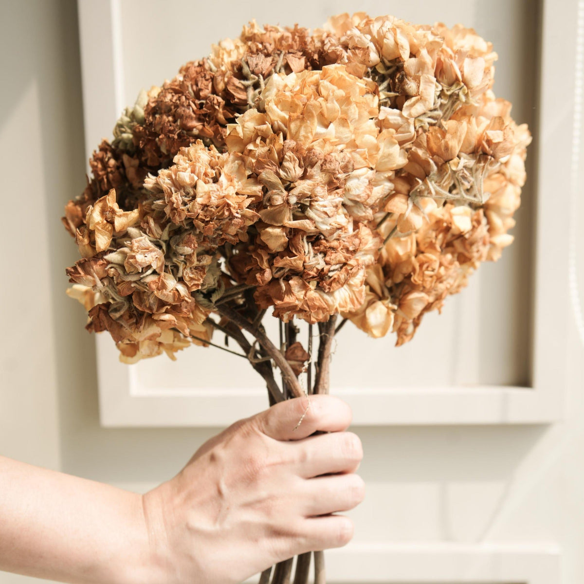 Dombeya flower bunch - https://artecasa.in/