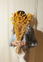 Phalaris- Yellow - https://artecasa.in/