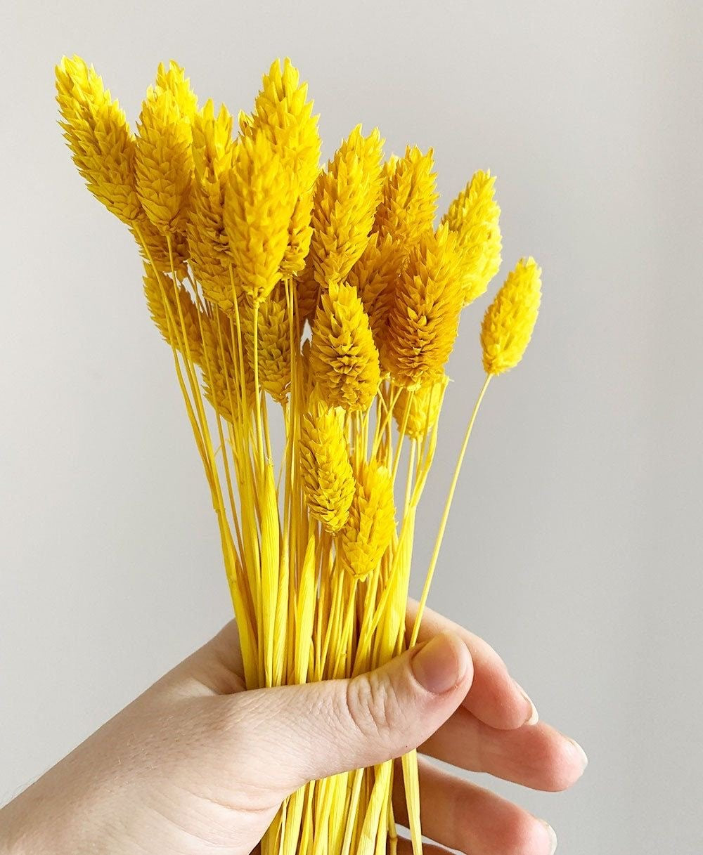 Phalaris- Yellow - https://artecasa.in/
