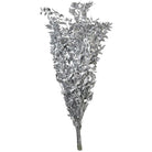 Silver Ruscus Dried Flower Bunch Décor - https://artecasa.in/
