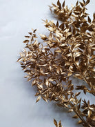 Ruscus-Golden - https://artecasa.in/