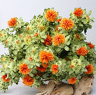 Dried safflower - https://artecasa.in/