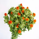 Dried safflower - https://artecasa.in/