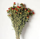 Dried safflower - https://artecasa.in/