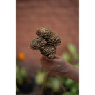 Sola Flower-Golden - https://artecasa.in/