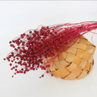 Red Flax Dried Flower | Natural Dried Floral Decor for Vase Styling | Arte Casa
