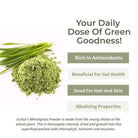 Wheatgrass Powder - Ecotyl - 100% Organic I Sustainable