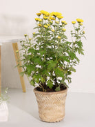 Banaras Twill Planter - Greenkraft