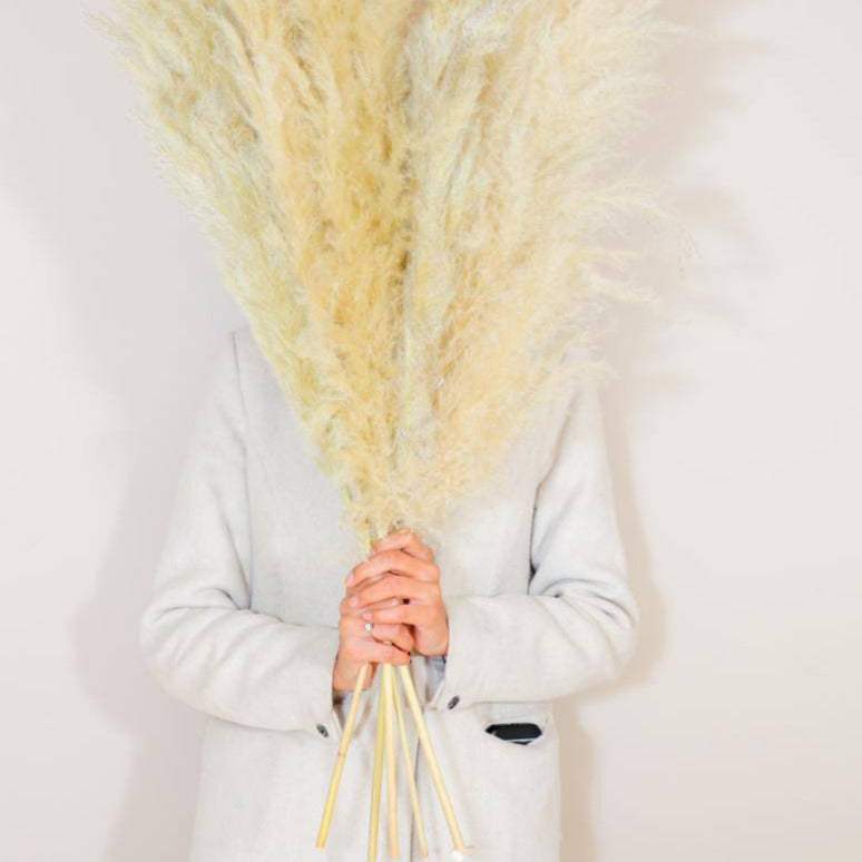 Beige medium pampas grass for home decor and floor vase styling by ArteCasa