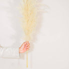 Close up of fluffy beige pampas grass dried stems for interior decor