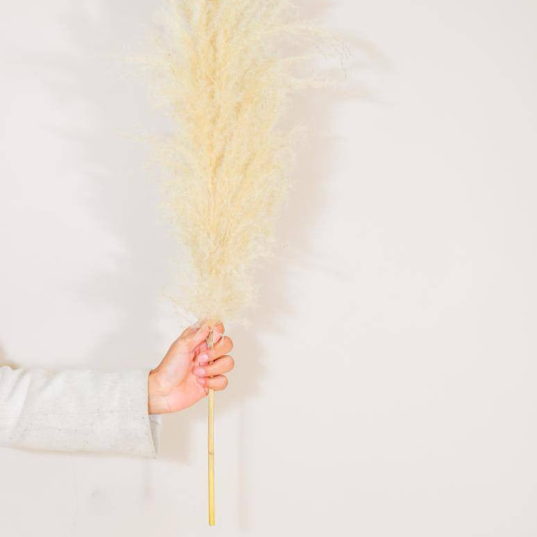 Close up of fluffy beige pampas grass dried stems for interior decor
