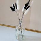 Black Bunny Tails Natural Lagurus Dried Flowers in Decorative Vase
