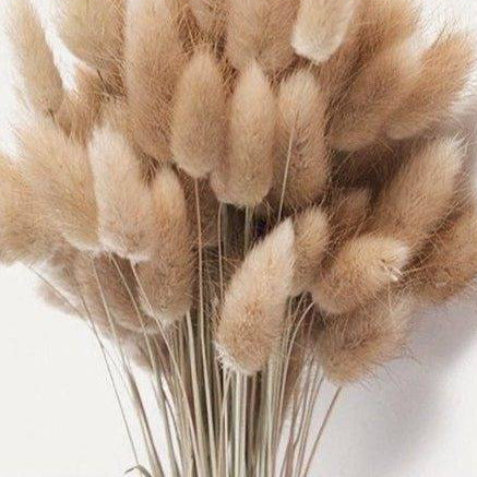 Brown Bunny Tail dried flower bunch for vase decor, bouquet arrangements and aesthetic home styling by ArteCasa