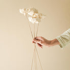 Cabbage Flower Dried Stems for Vase Decor and Home Styling