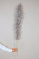 Imported Charcoal Pampas Grass for Interior and Entryway Decor