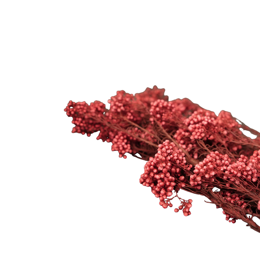 Dried Rice Flowers for Decor | Natural Floral Bunch - https://artecasa.in/