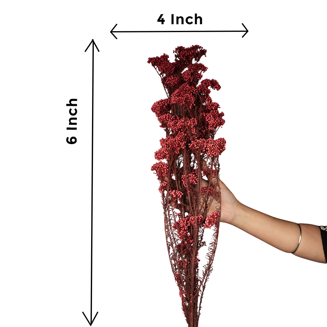Dried Rice Flowers for Decor | Natural Floral Bunch - https://artecasa.in/