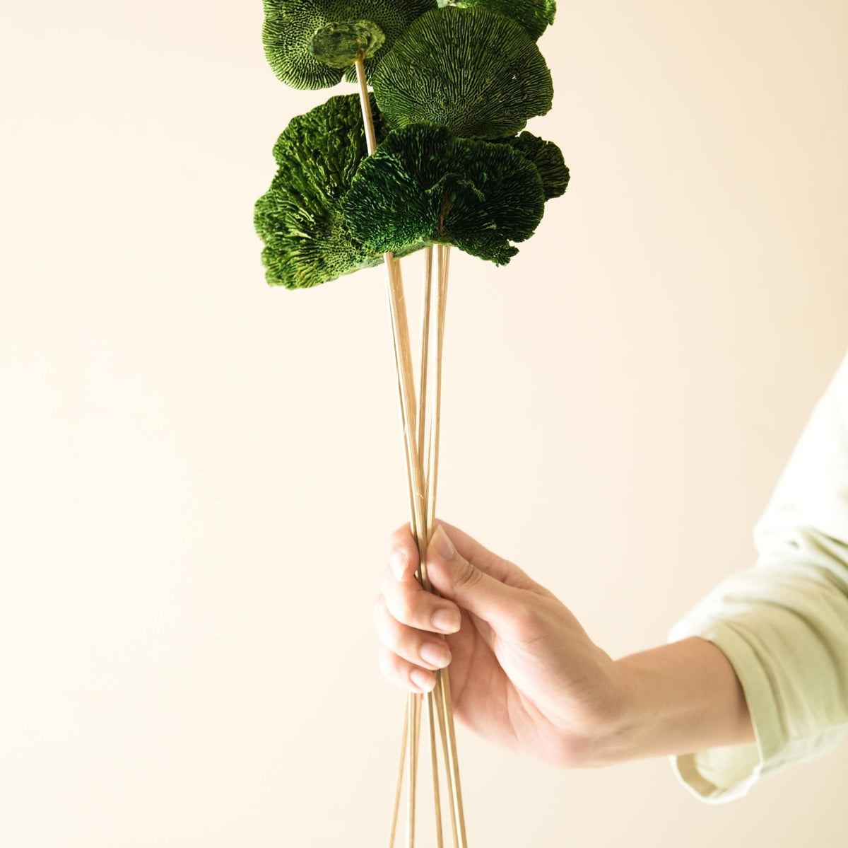 Green Sponge Mushroom Dried Flower for Home Decor