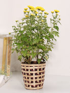 Jodhpur Jaali Planter - Greenkraft