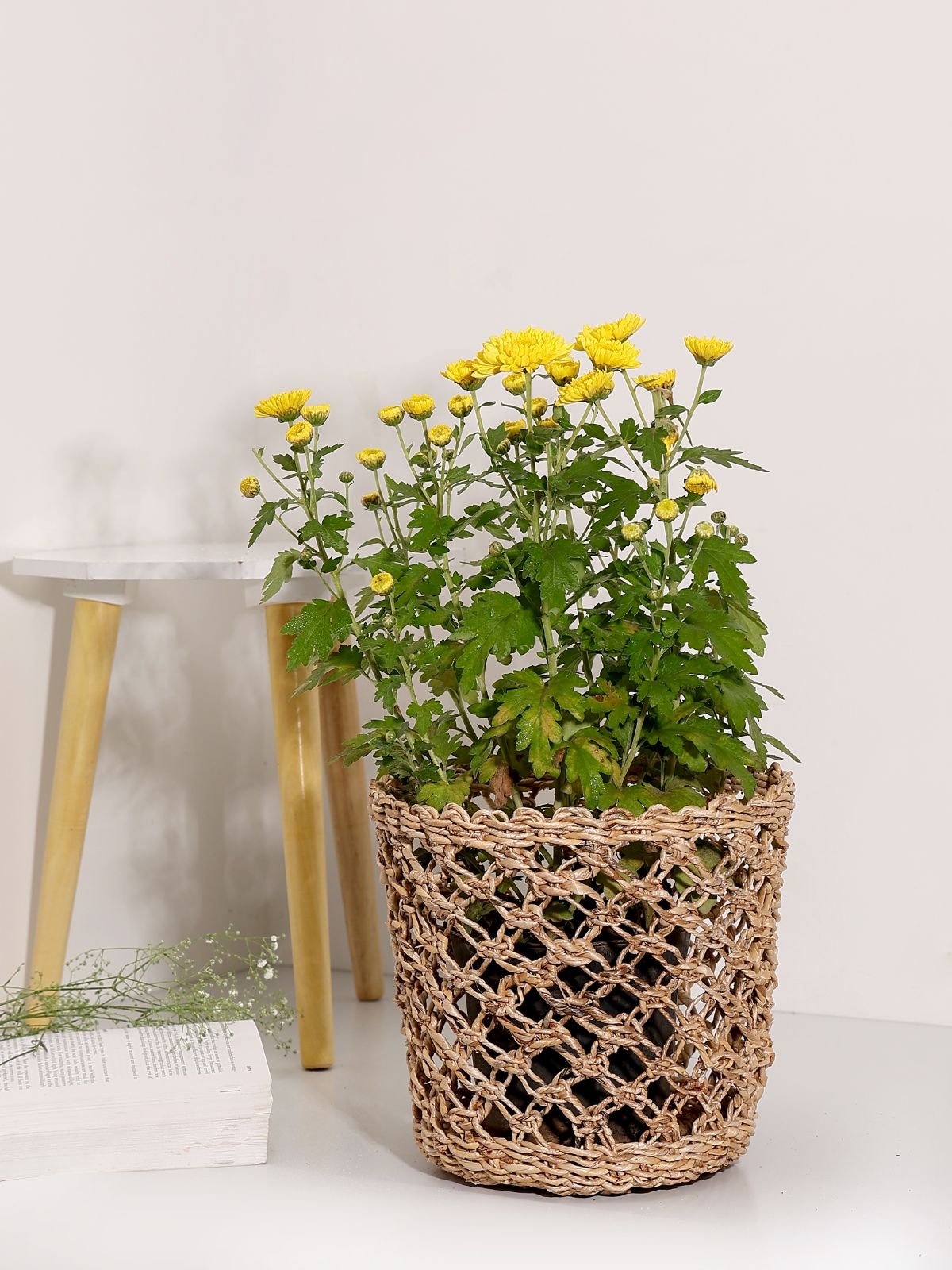 Lucknow Jaali Planter - Greenkraft