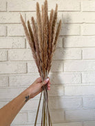 Mini Brown Pampas dried flowers for interior styling and aesthetic home decor